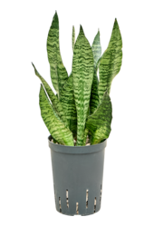 Hydroroślina Sansevieria Zeylanica Compacta
