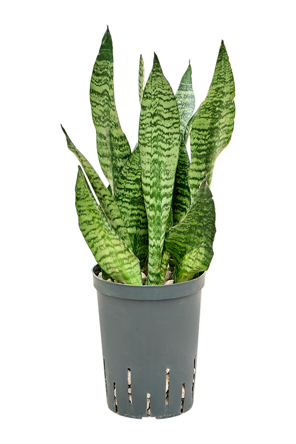 Hydroroślina Sansevieria Zeylanica Compacta