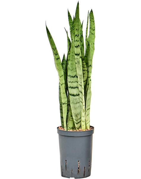 Hydroplant Sansevieria
