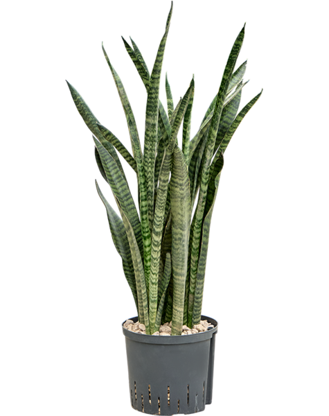 Hydroroślina Sansevieria