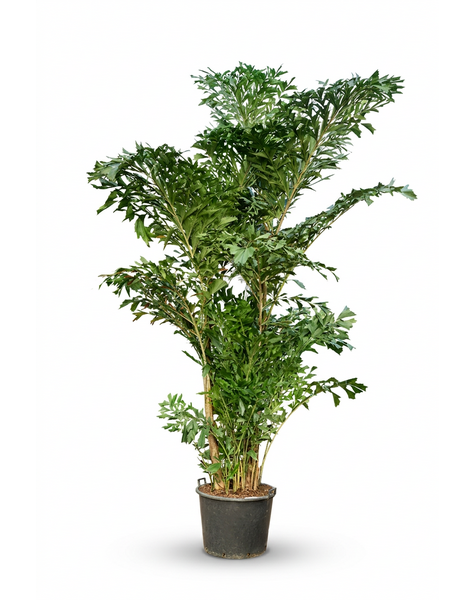 Caryota