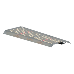 Hortione 368 Hortione 368