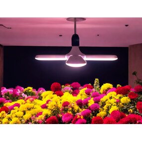 E27 LED groeilamp 40watt - HLW Chopper 4 E27 LED groeilamp 40watt - HLW Chopper 4