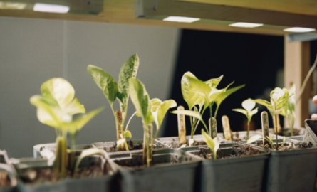 Zo helpt UV-licht in een kweeklamp jou aan een sterke plant!