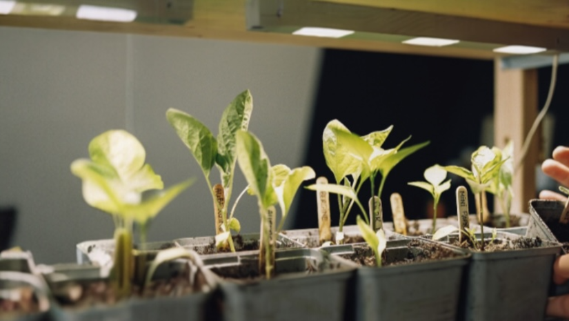 Zo helpt UV-licht in een kweeklamp jou aan een sterke plant!