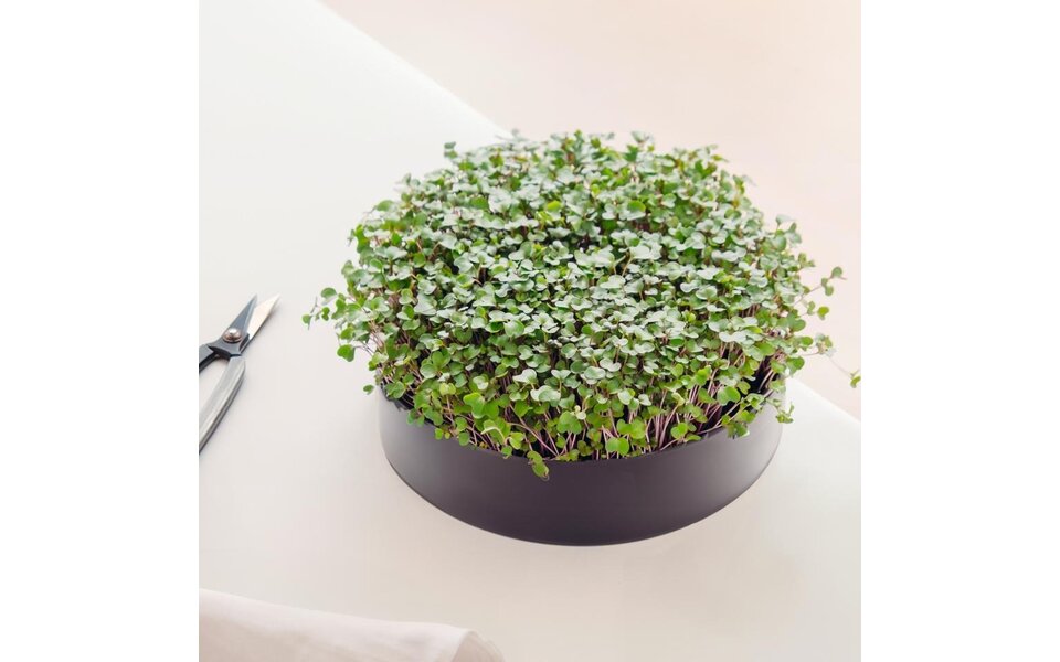 Mother Mother - MicroPod I kweken van microgroenten Mother Mother - MicroPod I kweken van microgroenten