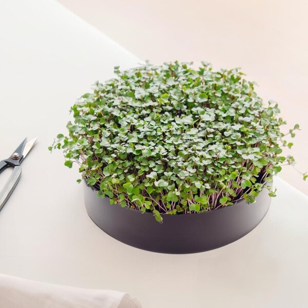 Mother Mother - MicroPod I kweken van microgroenten Mother Mother - MicroPod I kweken van microgroenten