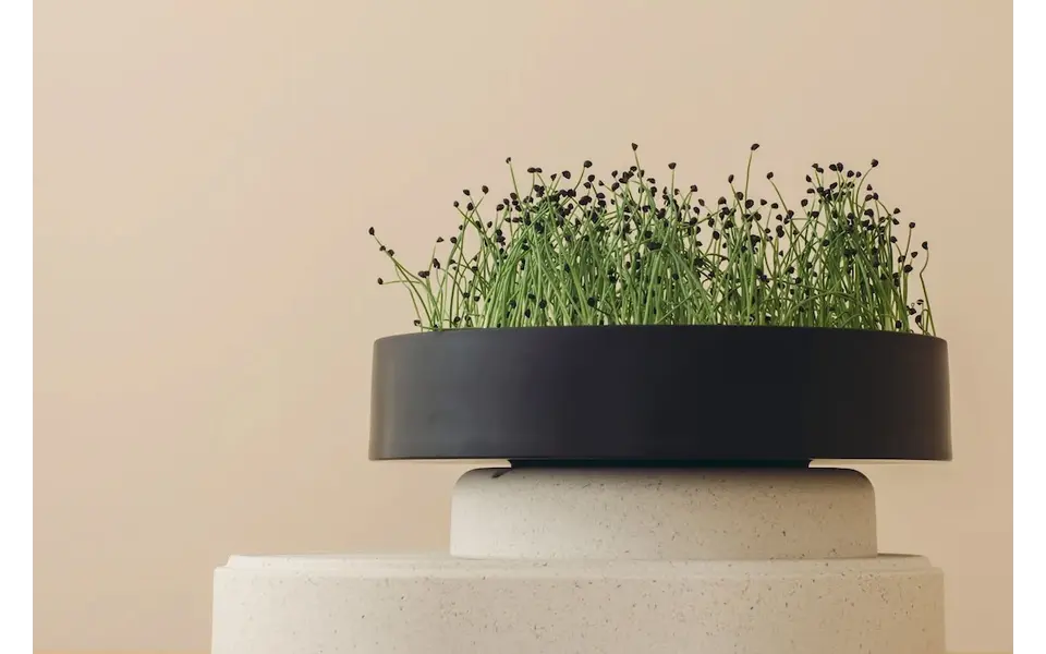 Mother Mother - MicroPod  I  growing microgreens