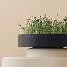 Mother Mother - MicroPod  I  growing microgreens
