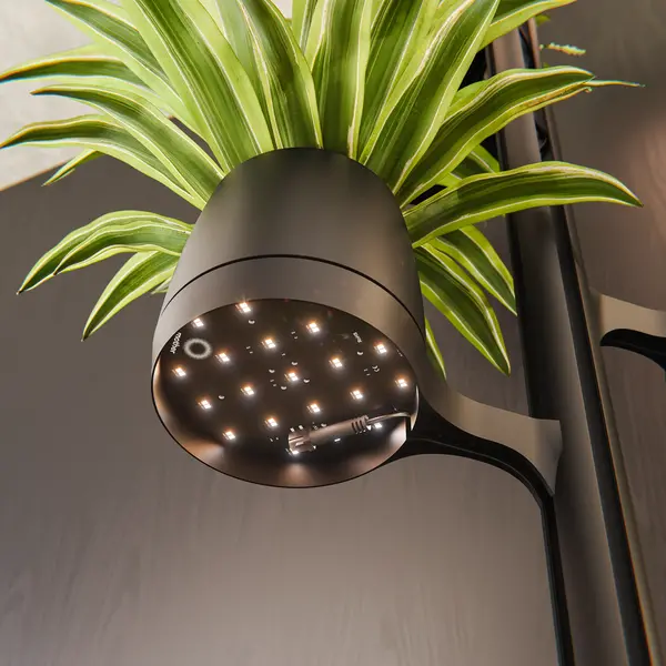 Mother Mother Forest - 8 PlantPods Mother Mother Forest - 8 PlantPods