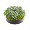 Mother - MicroPod I growing microgreens Mother - MicroPod I growing microgreens