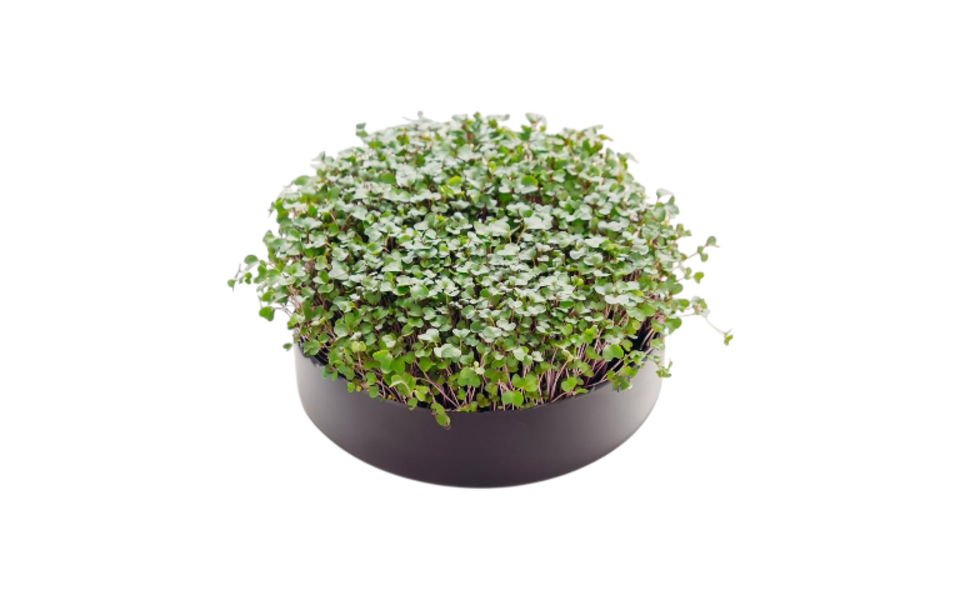 Mother Mother - MicroPod I kweken van microgroenten Mother Mother - MicroPod I kweken van microgroenten