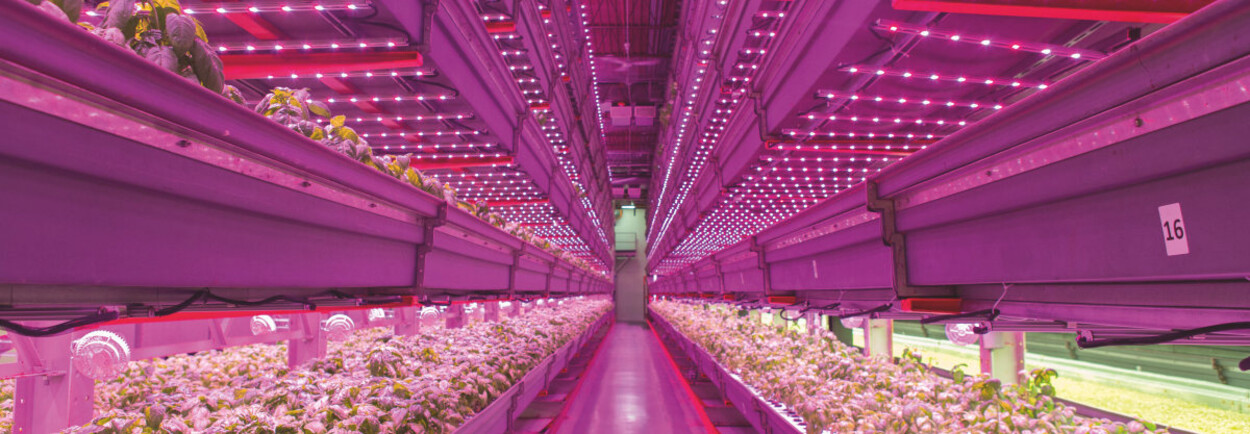 LED-verlichting tegen voedselschaarste