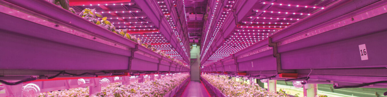 LED-verlichting tegen voedselschaarste LED-verlichting tegen voedselschaarste