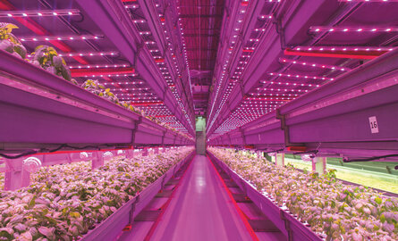 LED-verlichting tegen voedselschaarste