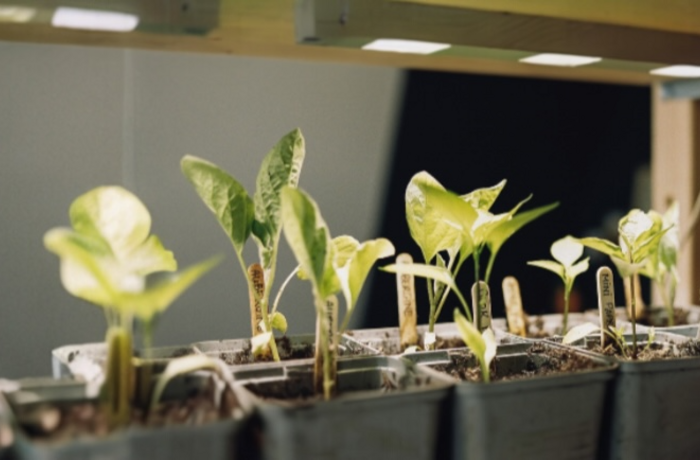 This is how UV light in a grow light helps you grow strong plants!
