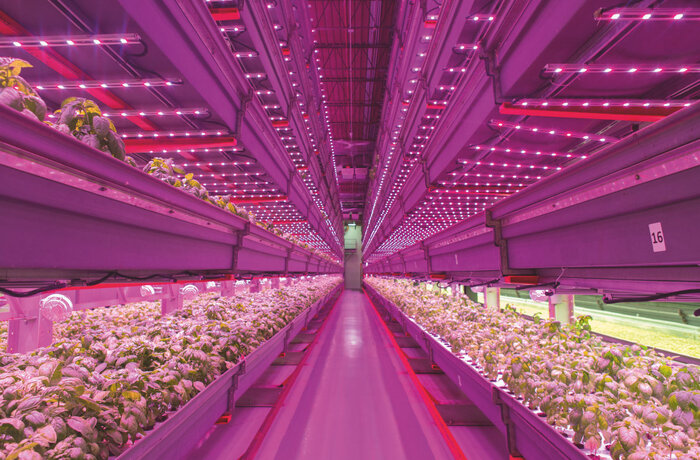 LED lighting to combat food scarcity