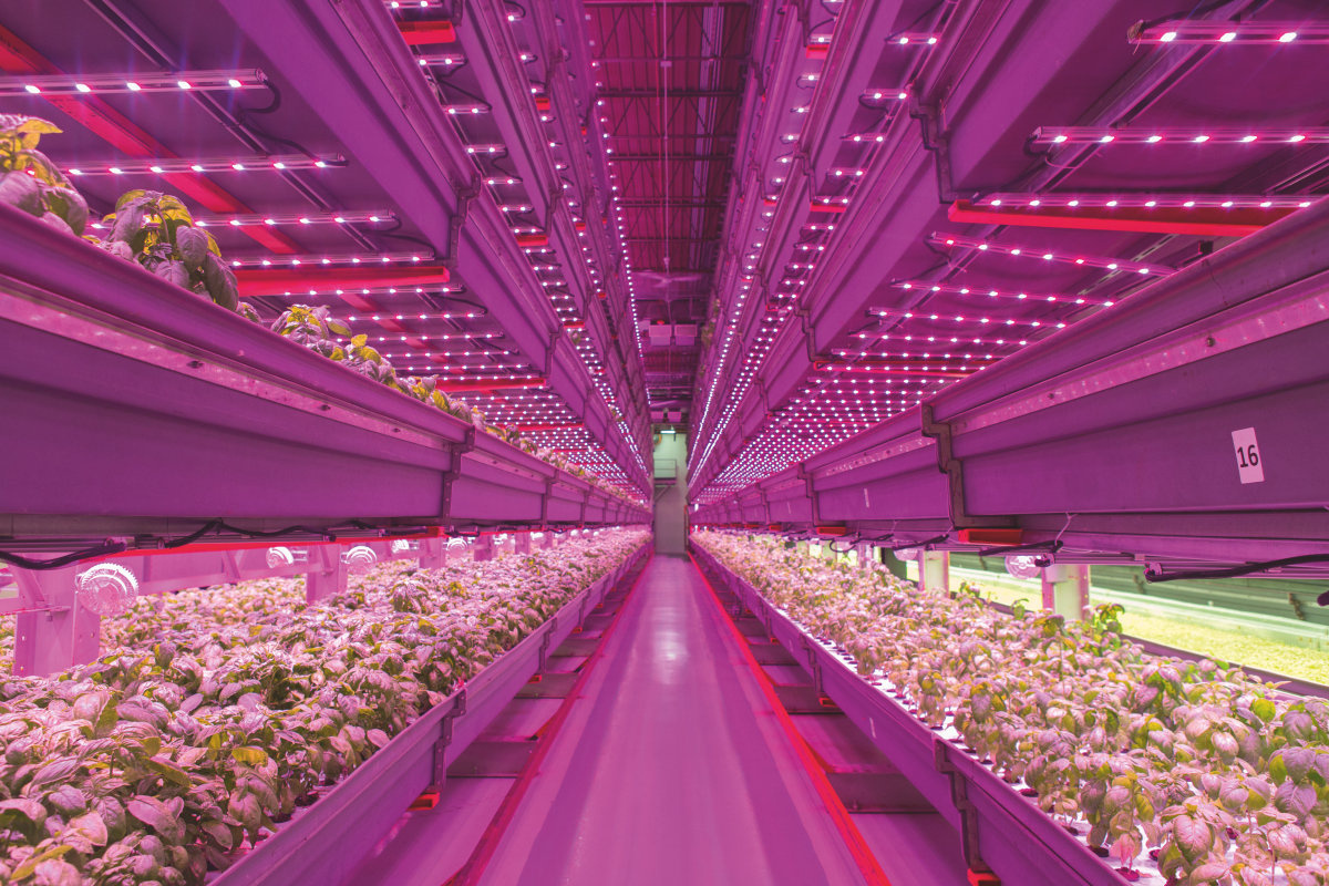 LED lighting to combat food scarcity LED lighting to combat food scarcity