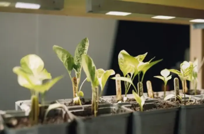 Zo helpt UV-licht in een kweeklamp jou aan een sterke plant!