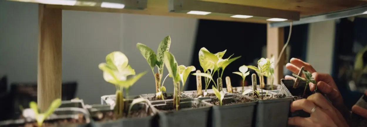 Zo helpt UV-licht in een kweeklamp jou aan een sterke plant!