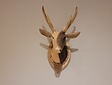 Large Wooden Deer Head - Size XS