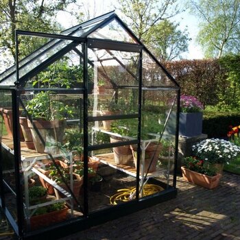 Royal Well Popular 46 groen