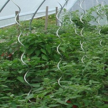 Set 10 stuks tomatenspiralen