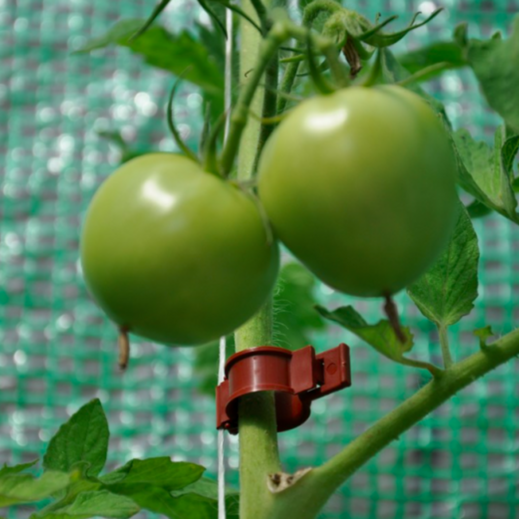Tomato Clips - 20 X