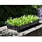  Seed tray