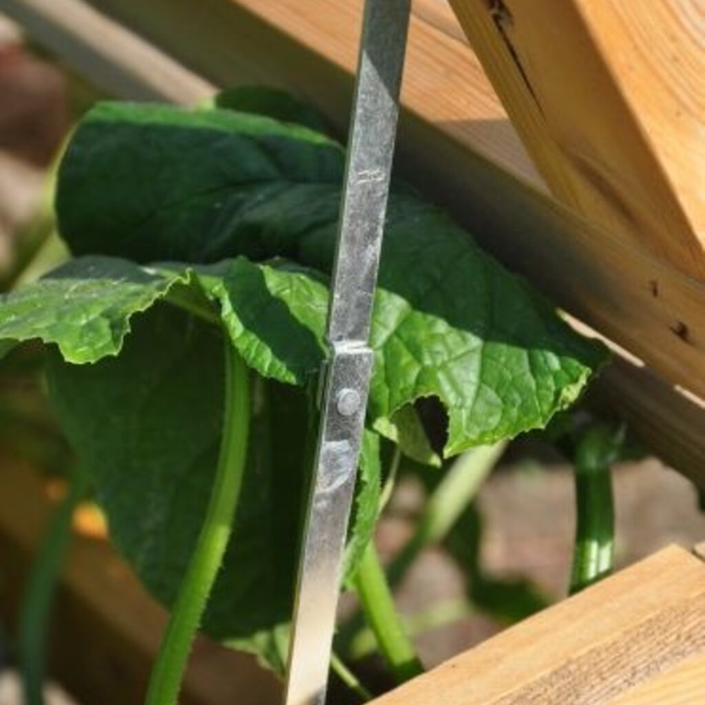 Royal Well Chili Pepper broeikas