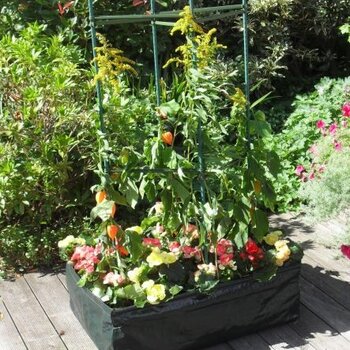 Moestuin voor balkon en terras