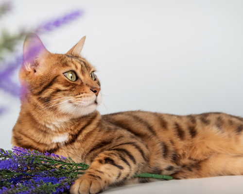 Zijn zijden bloemen giftig voor huisdieren?