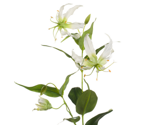 De geschiedenis van de zijden bloem