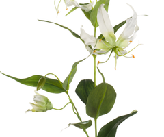 Zijden bloem "Gloriosa" créme | 75cm