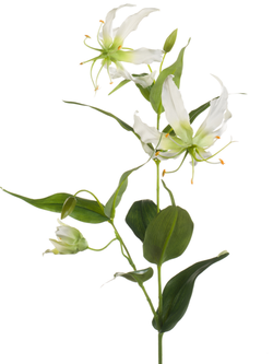 Zijden bloem "Gloriosa" créme | 75cm