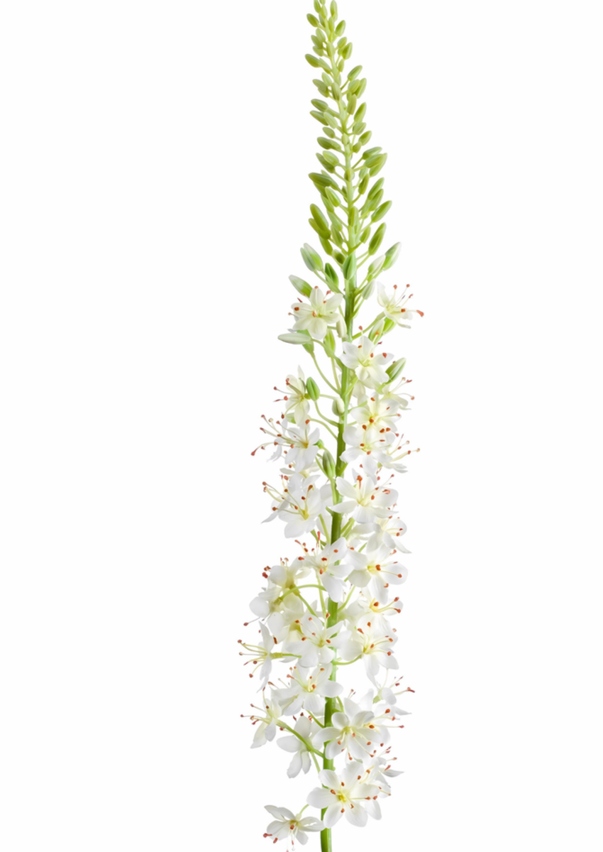 Zijden bloem "Eremurus" créme | 105cm