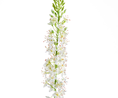 Zijden bloem "Eremurus" créme | 105cm