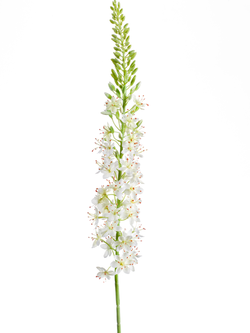 Zijden bloem "Eremurus" créme | 105cm