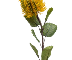 Zijden bloem "Banksia" geel | 57cm