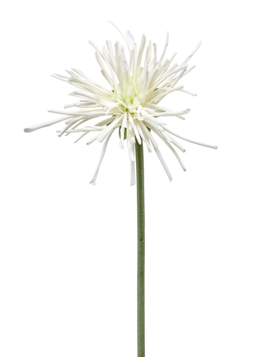 Zijden bloem "Gerbera spider RT" wit | 60cm