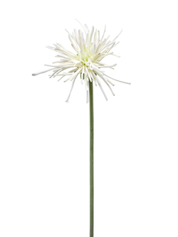 Zijden bloem "Gerbera spider RT" wit | 60cm