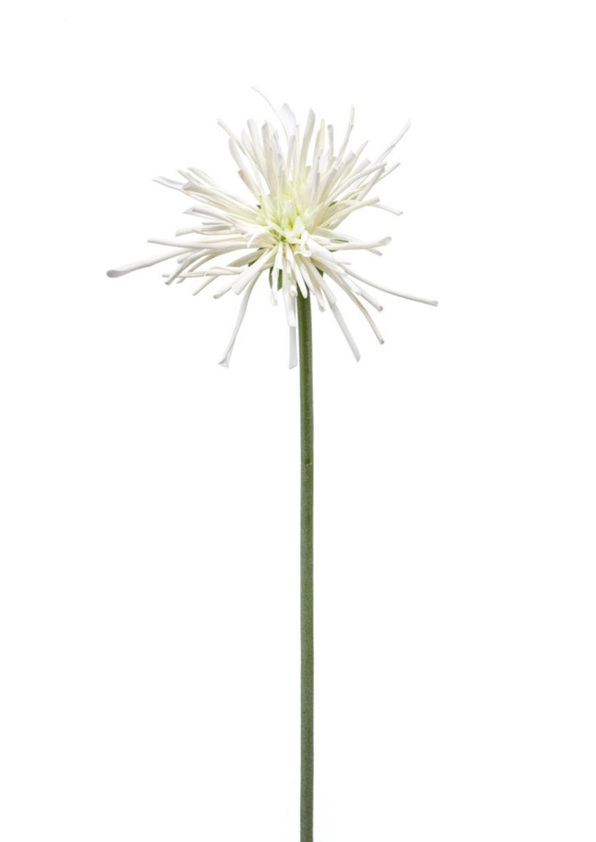 Zijden bloem "Gerbera spider RT" wit | 60cm