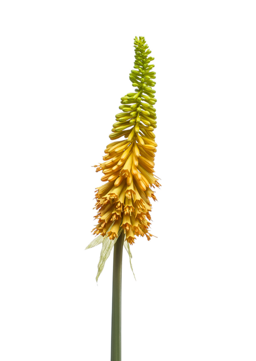 Zijden bloem "Kniphofia" geel | 85cm