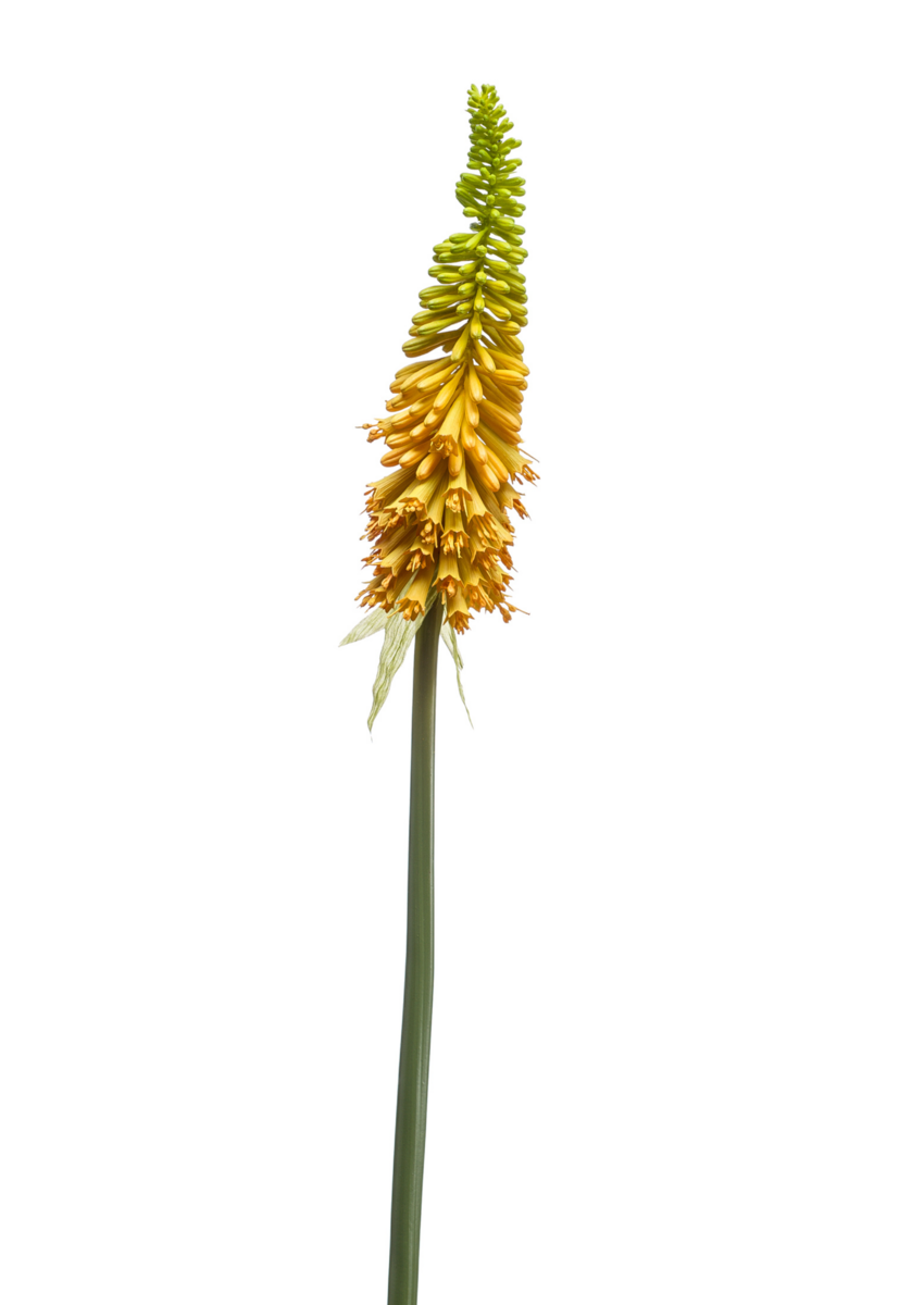 Zijden bloem "Kniphofia" geel | 85cm