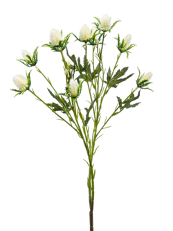 Zijden bloem "Eryngium" wit | 68cm