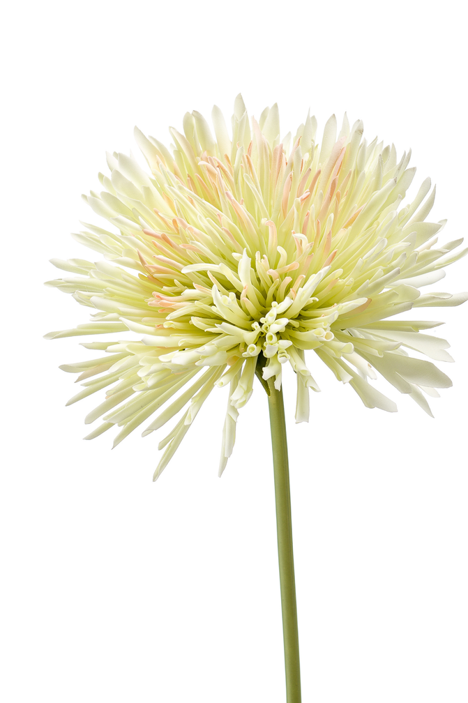 Zijden bloem "Chrysanthemum" lichtgroen | 58cm