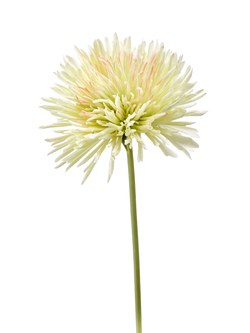 Zijden bloem "Chrysanthemum" lichtgroen | 58cm