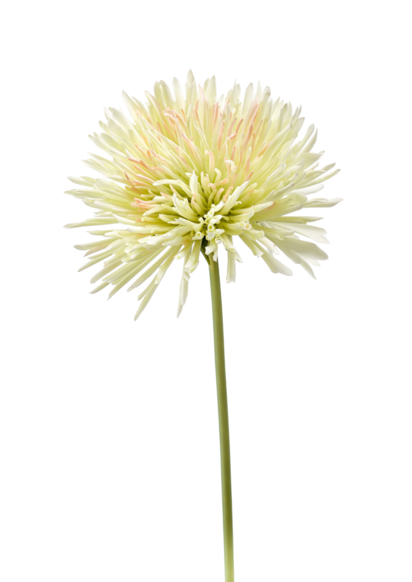 Zijden bloem "Chrysanthemum" lichtgroen | 58cm