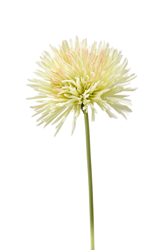 Zijden bloem "Chrysanthemum" lichtgroen | 58cm