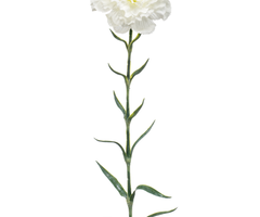 Zijden bloem "Dianthus" wit | 67cm